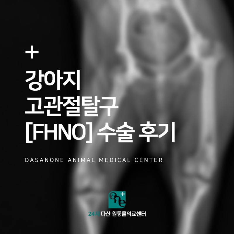 강아지 고관절 탈구 FHNO 수술 후기
