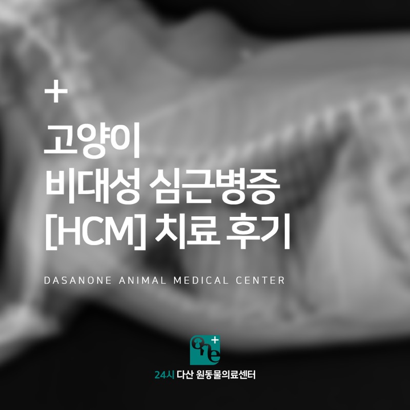 고양이 비대성 심근병증 HCM 치료 후기