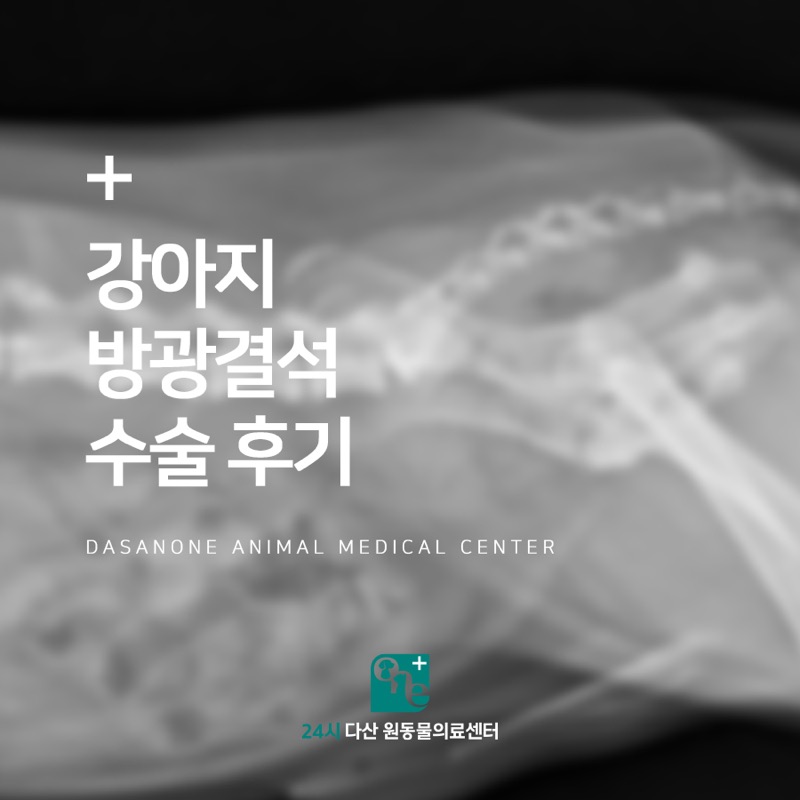 강아지 방광결석 수술 후기