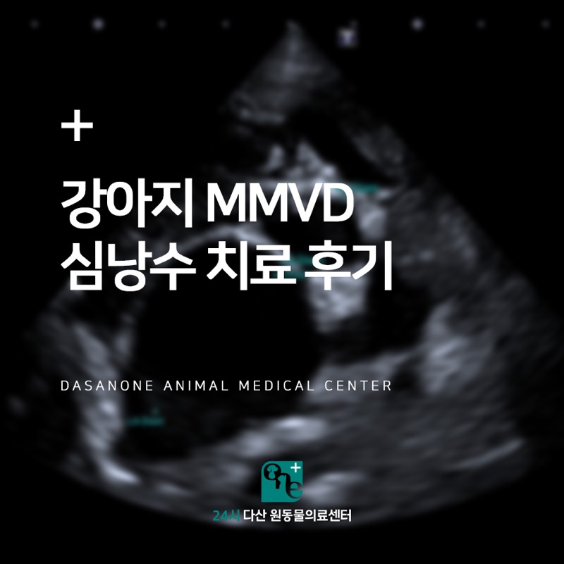 강아지 심장병 MMVD, 심낭수 치료 후기
