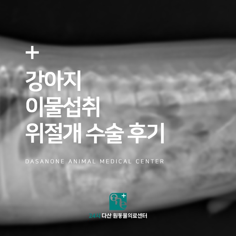 강아지 이물 섭취 위 절개 수술 후기