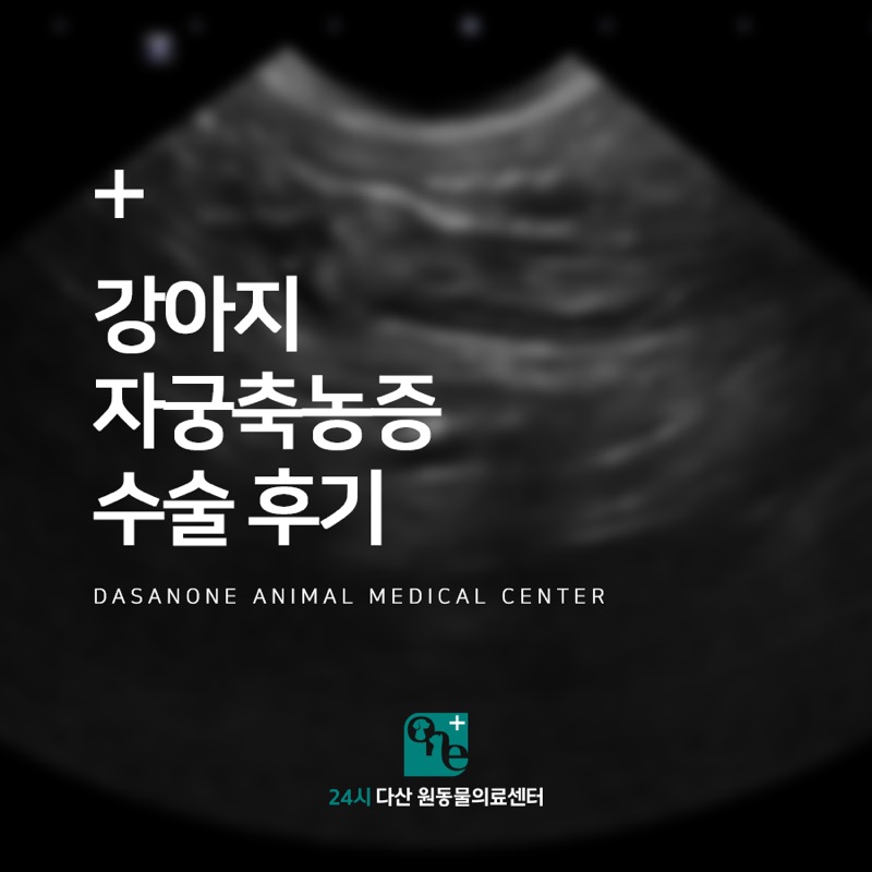 강아지 자궁축농증 수술 후기