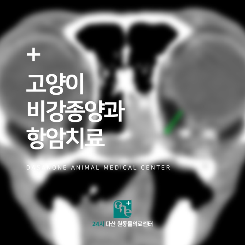 고양이 비강종양과 항암치료
