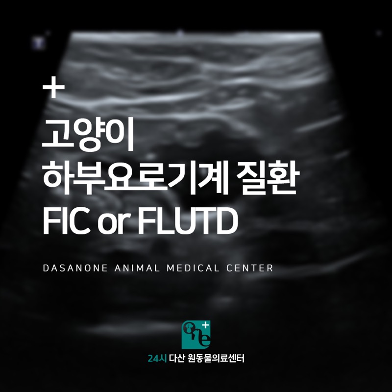 고양이 하부요로기계 질환 (FIC or FLUTD) 치료 후기