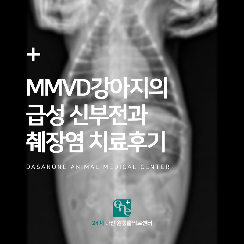 MMVD 강아지의 급성 신부전과 췌장염 치료 후기