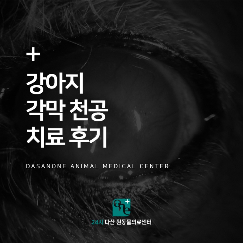 강아지 각막 천공 치료 후기