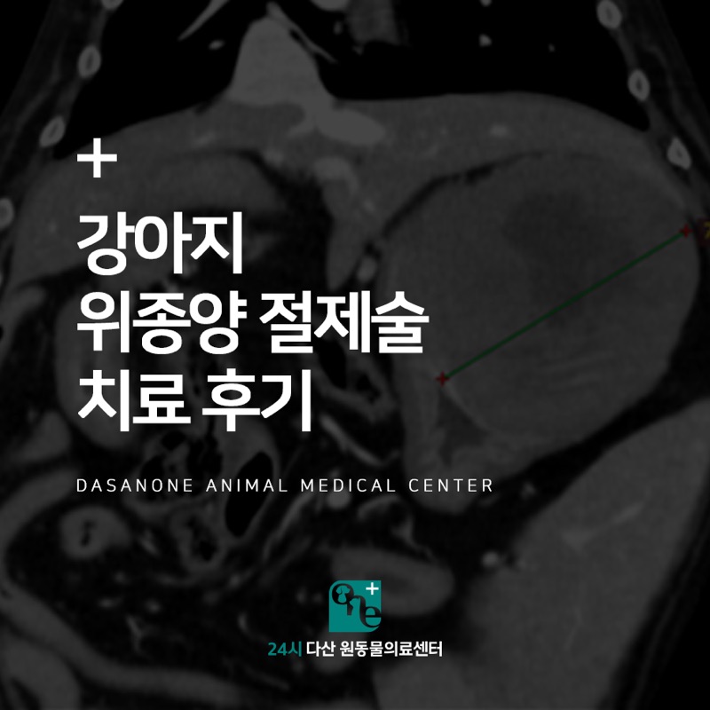 강아지 위 종양 절제술 치료 후기