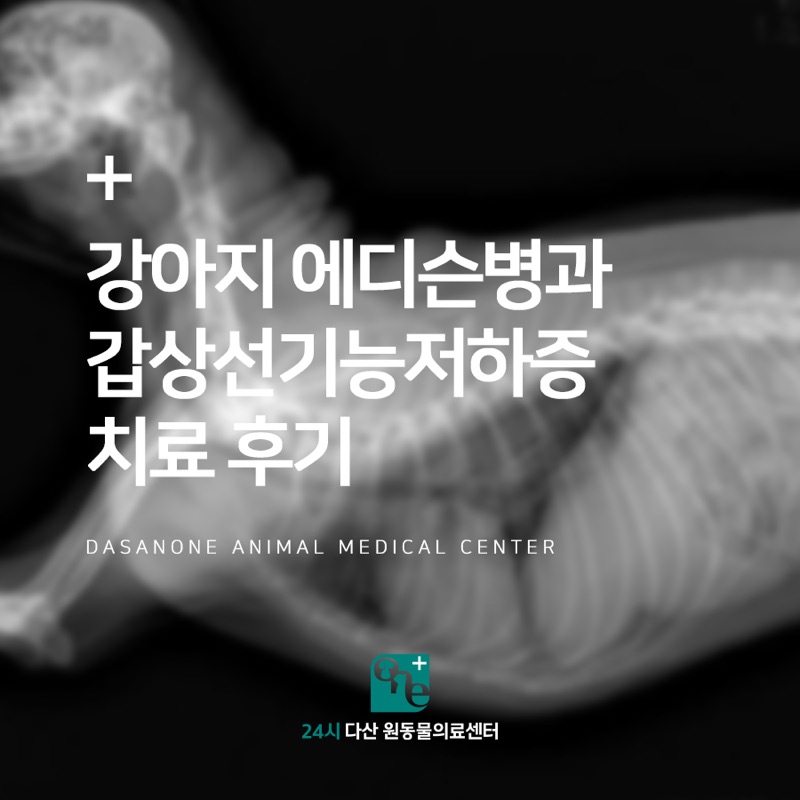 강아지 에디슨병과 갑상선 기능 저하증 치료 후기