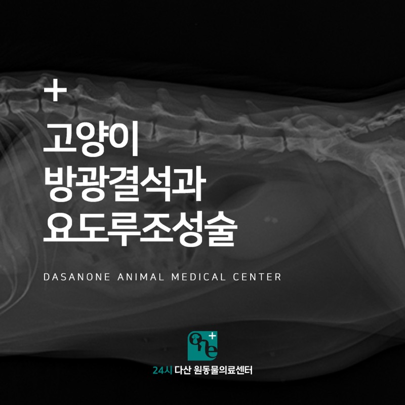 고양이 방광결석과 요도루조성술