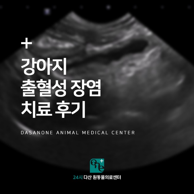 강아지 출혈성 장염 치료 후기