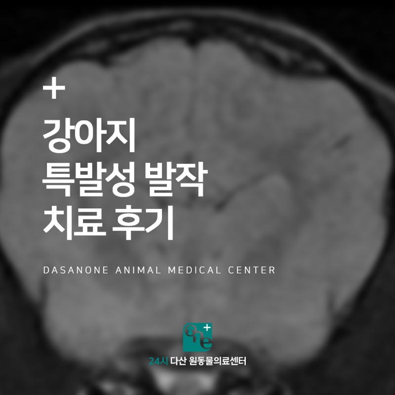 강아지 특발성 발작 치료 후기