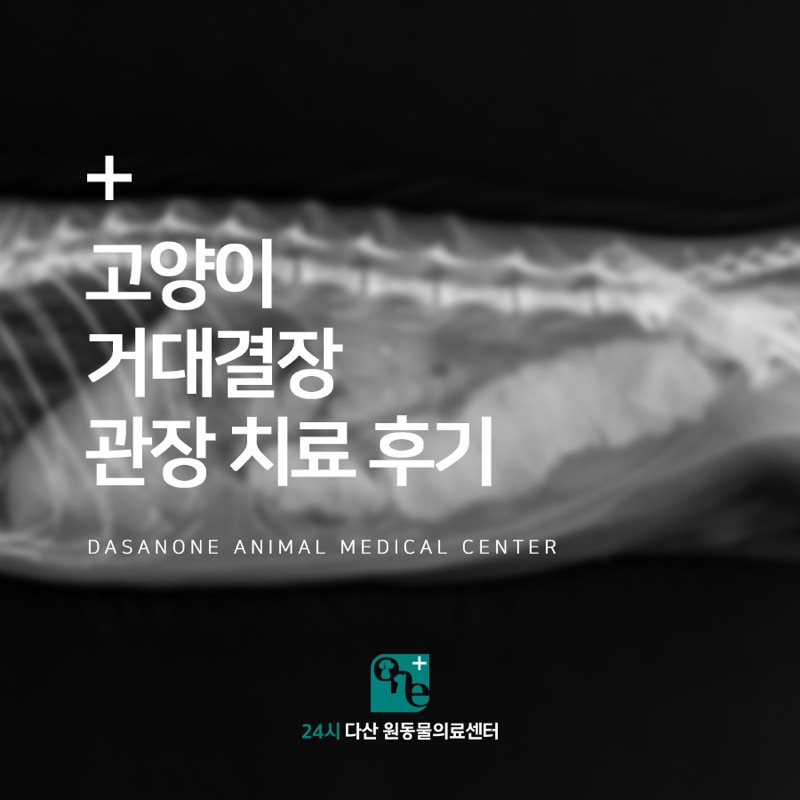 고양이 변비, 거대결장 관장 치료 후기