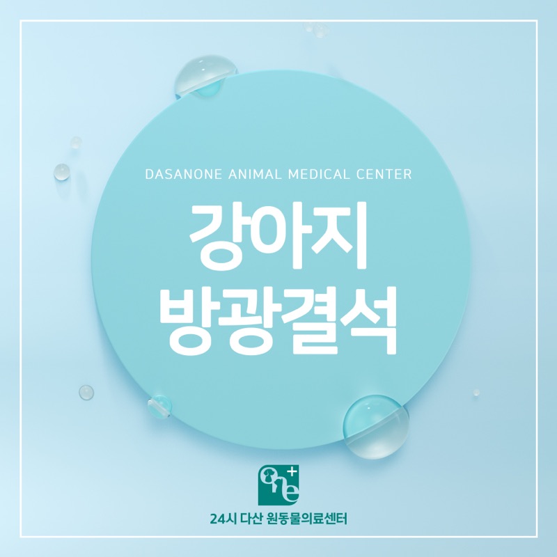 강아지 방광결석, 증상과 치료