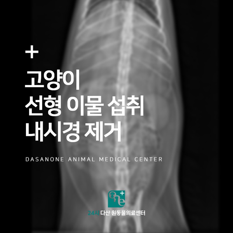 고양이 장난감끈 섭취, 선형이물 내시경 제거