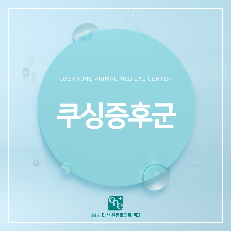 노령견에게 흔한 반려동물 쿠싱증후군(부신피질기능항진증)